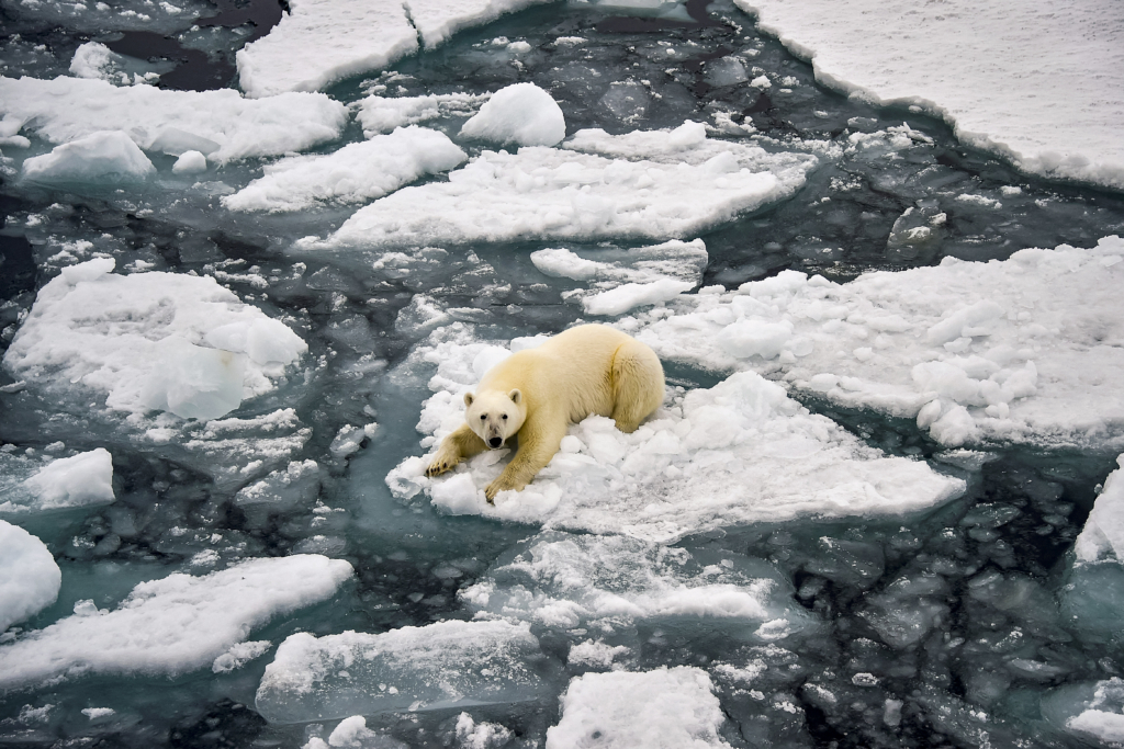 Gấu Bắc Cực được đưa vào danh sách “bị đe dọa” theo Đạo luật về Các loài Có nguy cơ Tuyệt chủng vào tháng 05/2008, sau khi diện tích băng ở biển Bắc Cực giảm đáng kể. (Ảnh: Ekaterina Anisimova/AFP qua Getty Images)