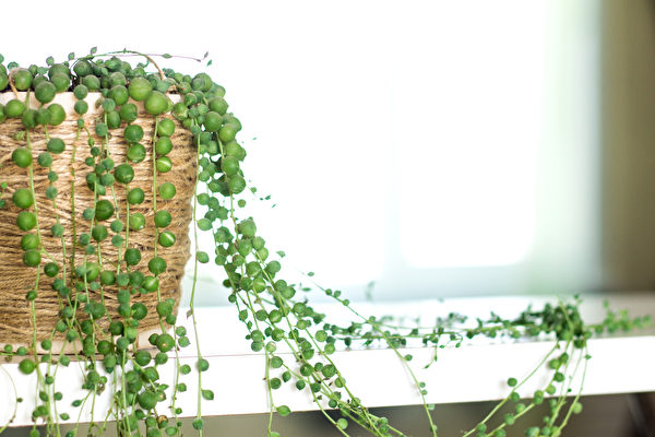 Cây Trân Châu Điếu Lan thích môi trường khô ráo, lá mọng nước như ngọc, chứa đầy nước và có khả năng chịu hạn. （Shutterstock）