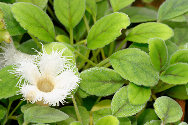 Những bông hoa Kim Tiền Thảo trắng như nhung, những cánh hoa còn được điểm xuyết hình ren, trông như những bông tuyết đang nở trong bụi cây xanh rạng ngời. (Shutterstock)
