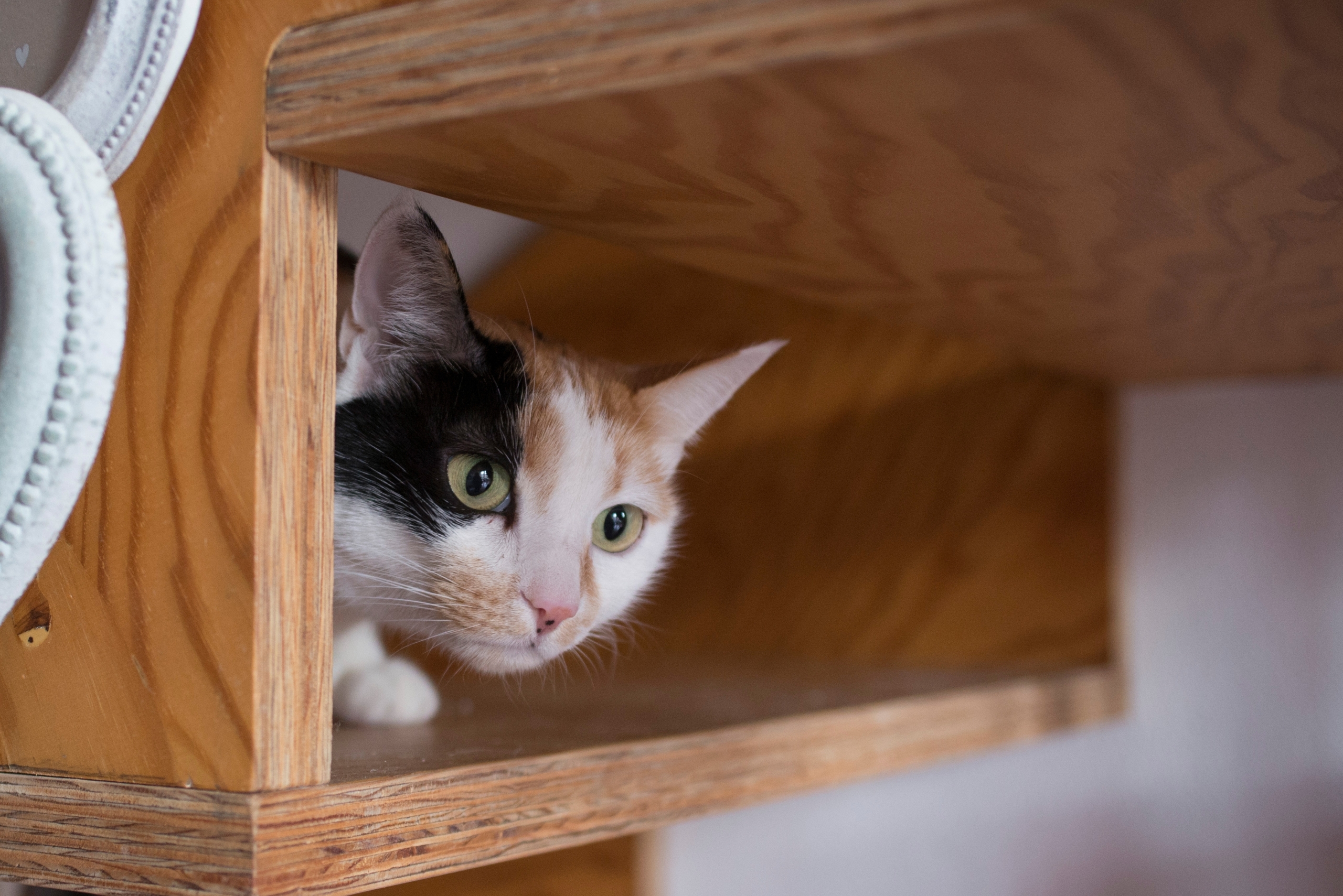 Chú mèo nhỏ đang trốn dưới cầu thang. (Ảnh: Shutterstock)