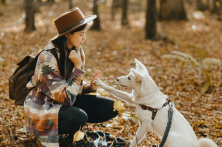 Nghiên cứu mới xác nhận: Những chú chó thực sự là bạn tốt nhất của con người