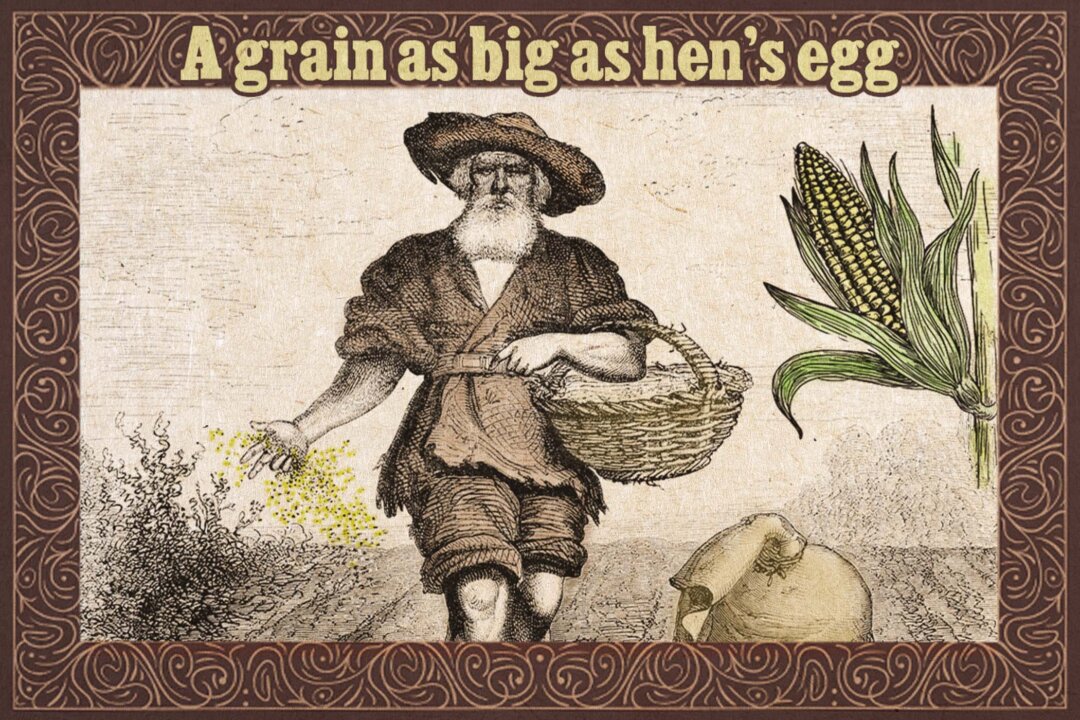 Truyện ngắn Leo Tolstoy: Hạt bắp to như quả trứng gà