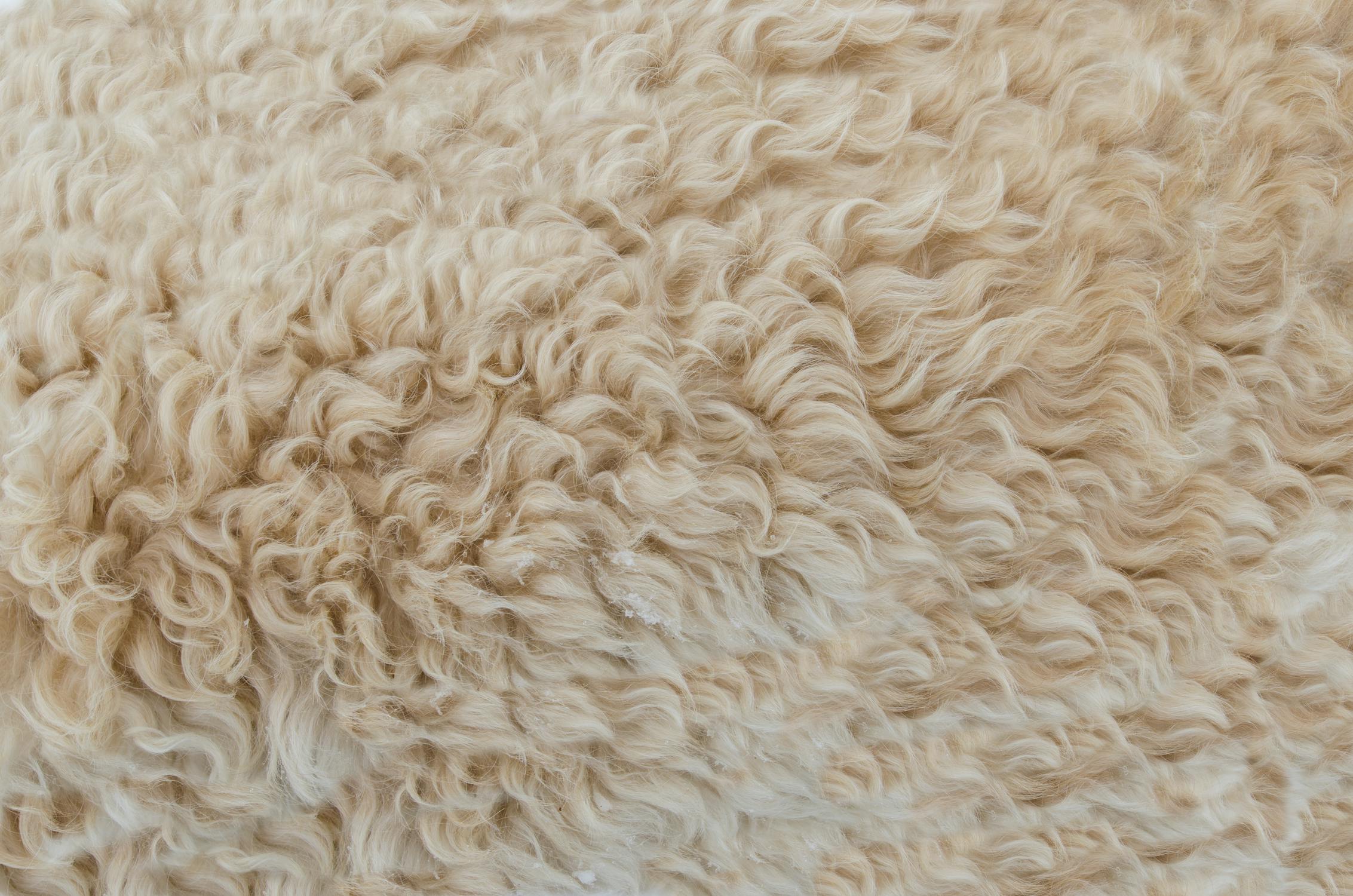 Không phải tất cả các loại len đều như nhau. Loại len làm từ lông cừu merino là mềm mại nhất. (Ảnh: John Carnemolla/Shutterstock, Lukas/Pexels)