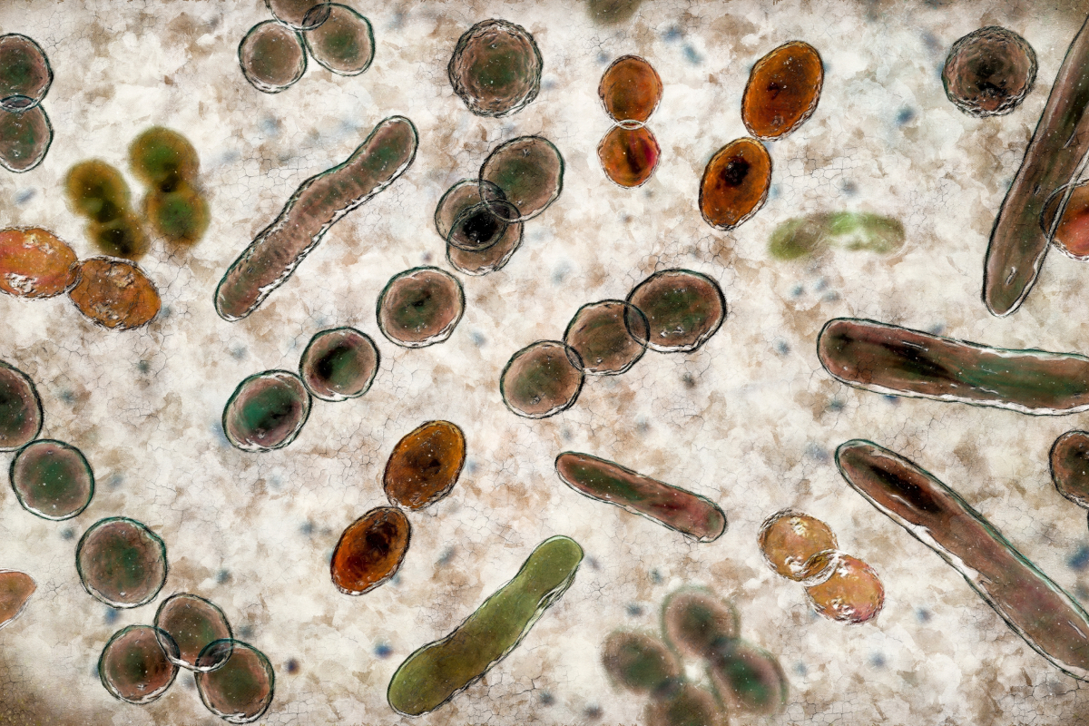 Ảnh minh họa trên máy tính về các loại vi khuẩn có hình dạng khác nhau, bao gồm cầu khuẩn và trực khuẩn. (Ảnh: Kateryna Kon/Shutterstock)