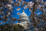 Tòa nhà Quốc hội Hoa Kỳ trong mùa hoa anh đào ở Hoa Thịnh Đốn hôm 20/03/2024. (Ảnh: Madalina Vasiliu/The Epoch Times)