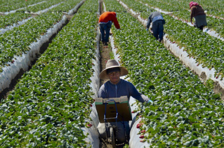 Điều trần tại Tiểu ban Nông nghiệp: Quy định tăng lương bắt buộc khiến các trang trại gia đình biến mất