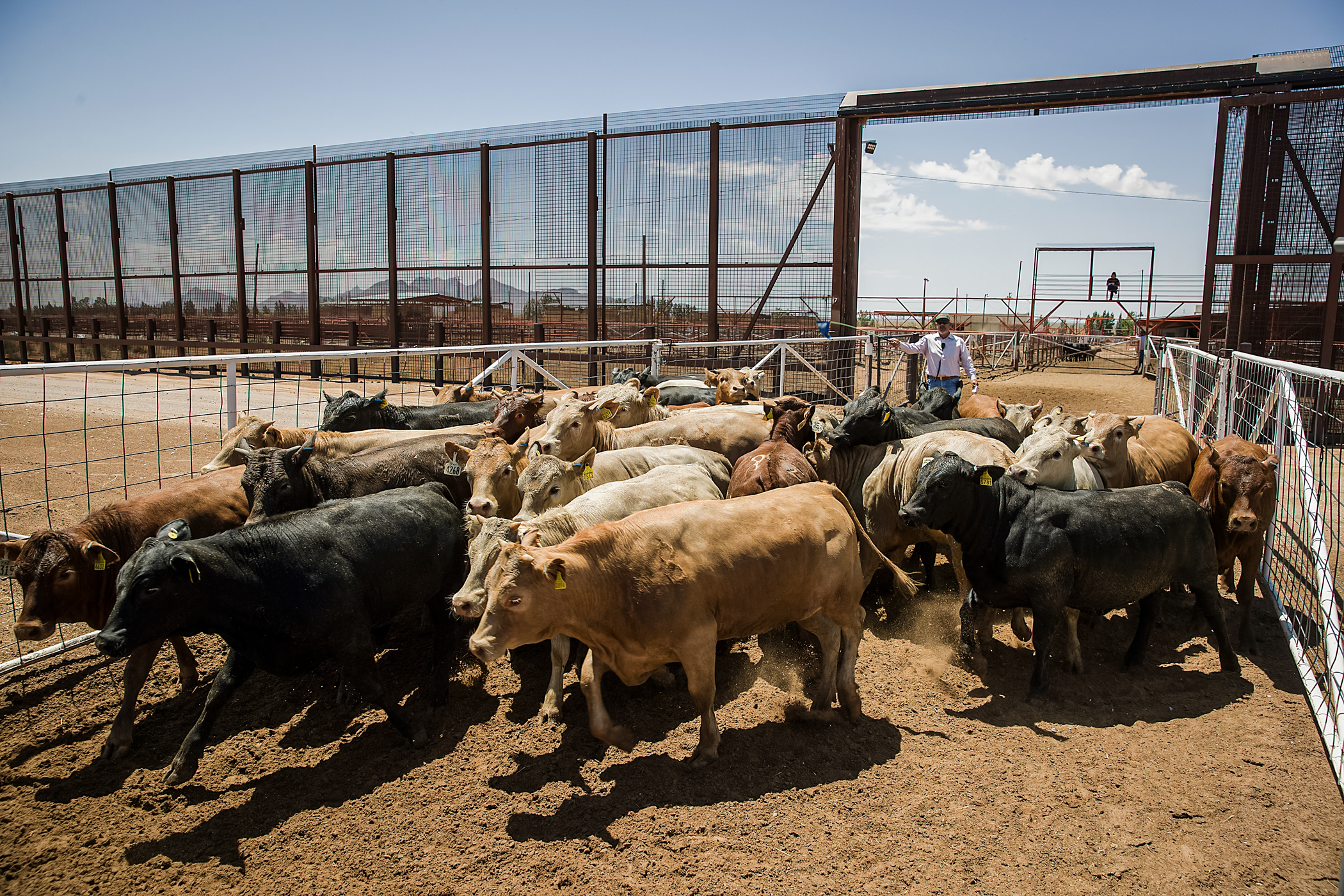 Ông Carlos Carreron đưa gia súc đi qua một cánh cổng bên trong hàng rào biên giới từ Mexico vào Hoa Kỳ tại Santa Teresa International Export/Comportock Crossing ở Santa Teresa, New Mexico, vào ngày 05/06/2019. (Ảnh: Joe Raedle/Getty Images)