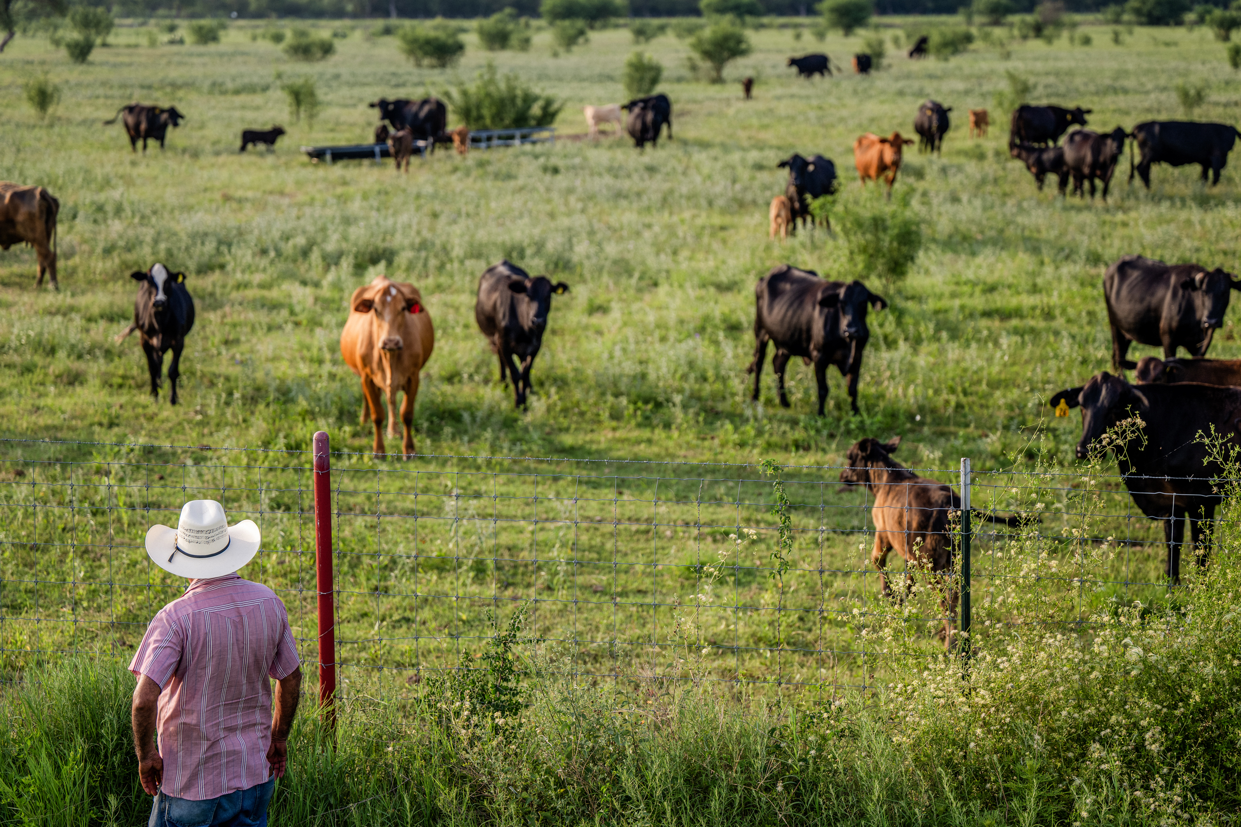 Một nông dân khảo sát đàn gia súc của mình ở Quemado, Texas, vào ngày 13/06/2023. (Ảnh: Brandon Bell/Getty Images)