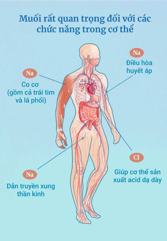 Tên khoa học của muối là sodium clorua. Cả sodium (Na) và clorua (Cl) đều quan trọng đối với các chức năng sống. (Ảnh: The Epoch Times, Shutterstock)