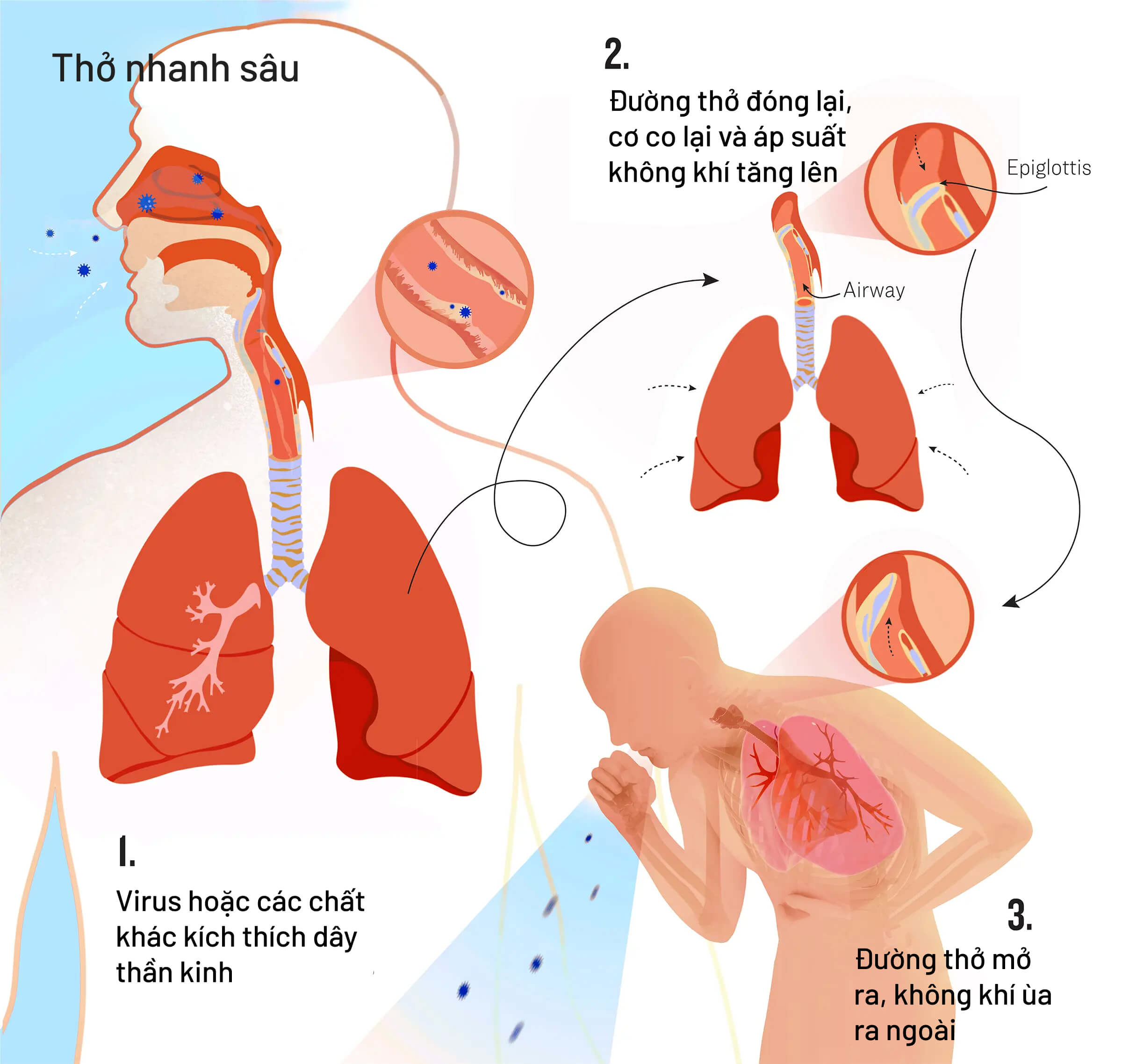 Các quá trình xảy ra trong cơ thể bạn khi ho. (Minh họa của The Epoch Times, Shutterstock)