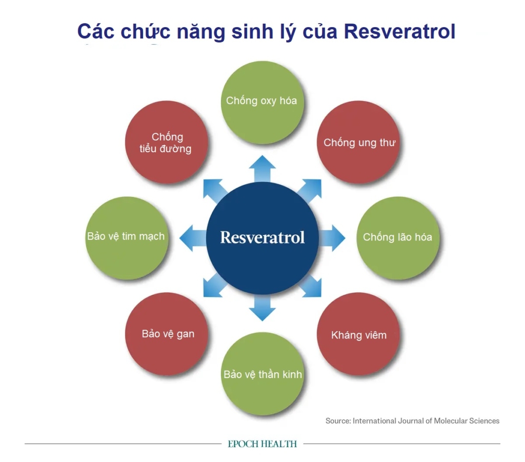 Resveratrol: Một Polyphenol mạnh mẽ làm chậm quá trình lão hóa tế bào