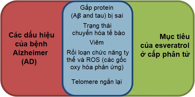 Resveratrol: Một Polyphenol mạnh mẽ làm chậm quá trình lão hóa tế bào