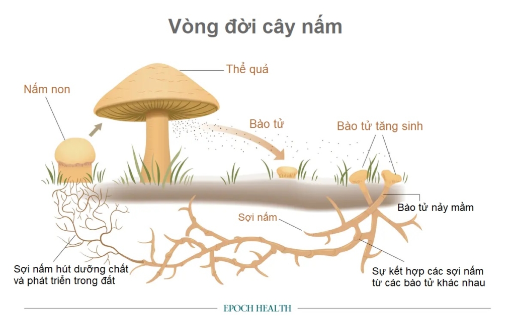 Các loại nấm dược liệu: Đông trùng hạ thảo, Linh chi và Bờm sư tử