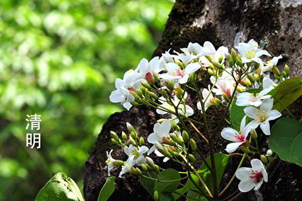 Vì sao Thanh Minh đổi từ ‘tiết khí’ thành ‘tiết nhật’?