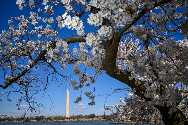 Hoa anh đào nở dọc ven hồ Tidal Basin ở Hoa Thịnh Đốn. Ảnh chụp hôm 19/03/2024. (Ảnh: Mandel Ngan/AFP/Getty Images)