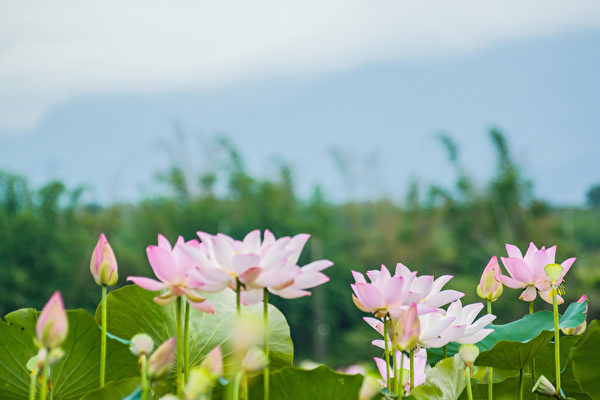 Linh hồn cảm động, quan chức cấp cao của ĐCSTQ chỉ muốn bảo vật vô giá của Shen Yun