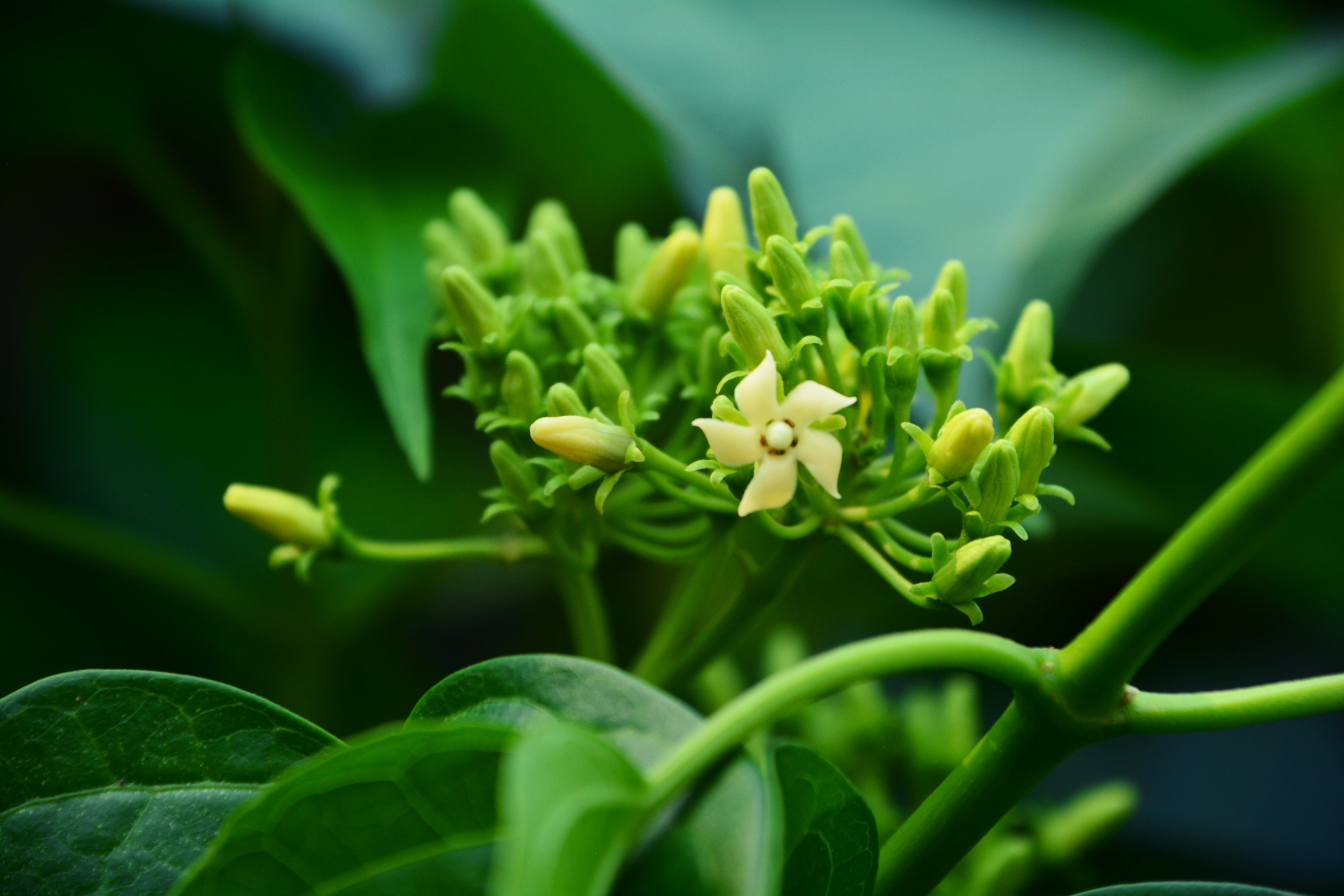 Cây Dây thìa canh (Ảnh: HerbToday/Shutterstock)