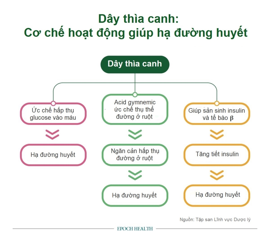 Dây thìa canh (Gymnema Sylvestre) giúp kiểm soát đường huyết và cảm giác thèm đường