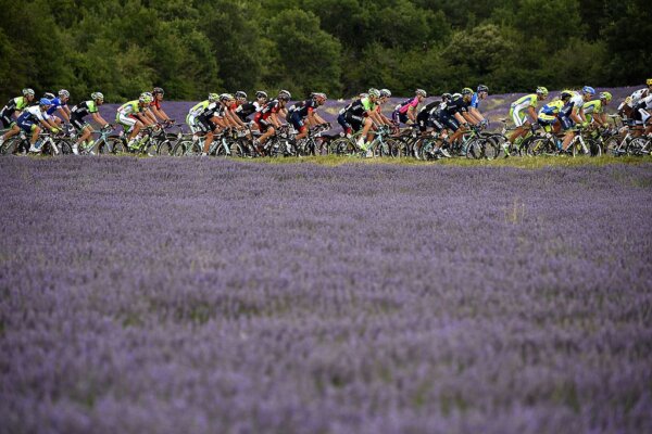 Đoàn đua đi qua cánh đồng hoa oải hương trong chặng thứ 15 dài 222 km của giải đua xe đạp Tour de France lần thứ 101 giữa Tallard và Nimes, miền nam nước Pháp, vào ngày 20/07/2014. (Ảnh: Lionel Bonventure/AFP via Getty Images)
