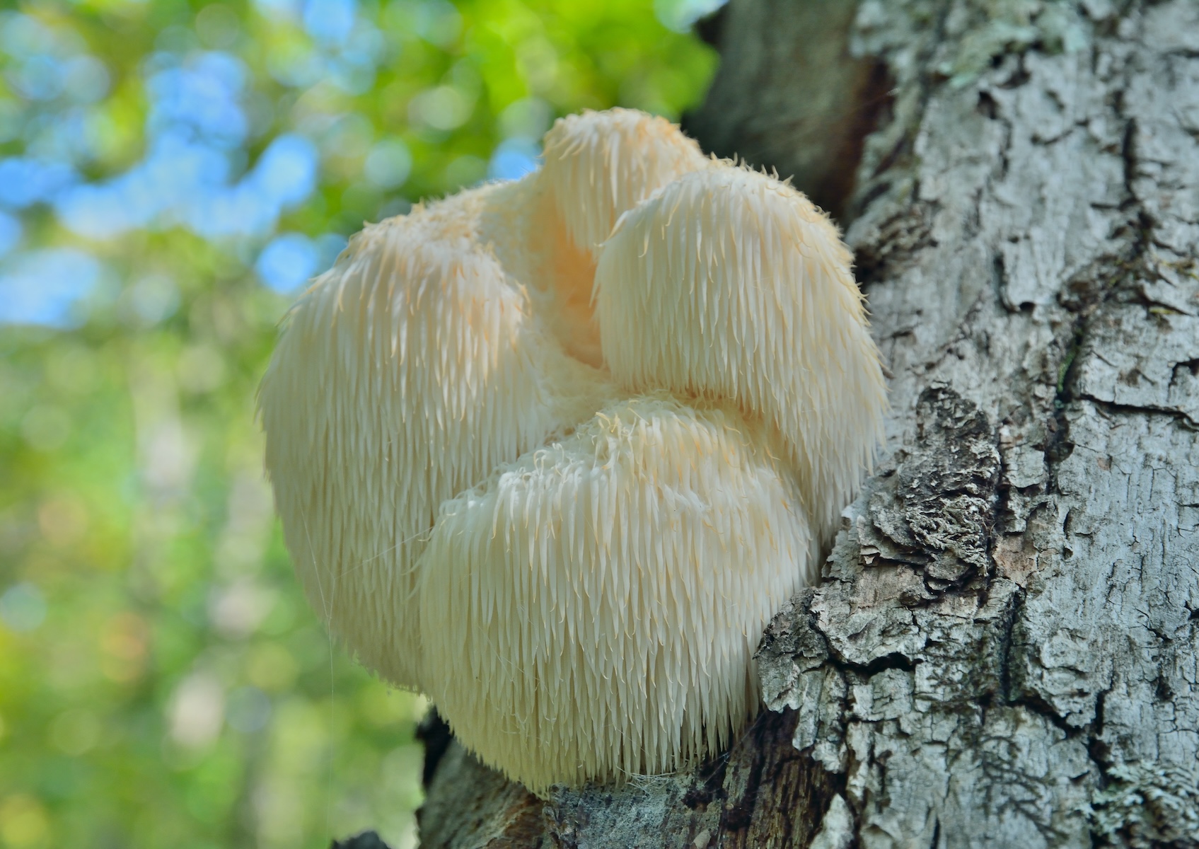 Nấm bờm sư tử ăn được (Hericium erinaceus) mọc trên cây. (Ảnh: Kirsanov Valeriy Vladimirovich/Shutterstock)