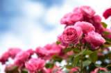 Có hơn 150 loài hoa hồng và hàng ngàn giống hồng đã được trồng, mỗi loài lại có sự kết hợp về màu sắc, hình dáng, và hương thơm riêng. (Ảnh: TOMO/Shutterstock)