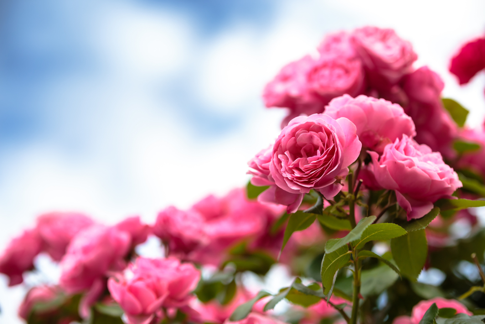 Có hơn 150 loài hoa hồng và hàng ngàn giống hồng đã được trồng, mỗi loài lại có sự kết hợp về màu sắc, hình dáng, và hương thơm riêng. (Ảnh: TOMO/Shutterstock)