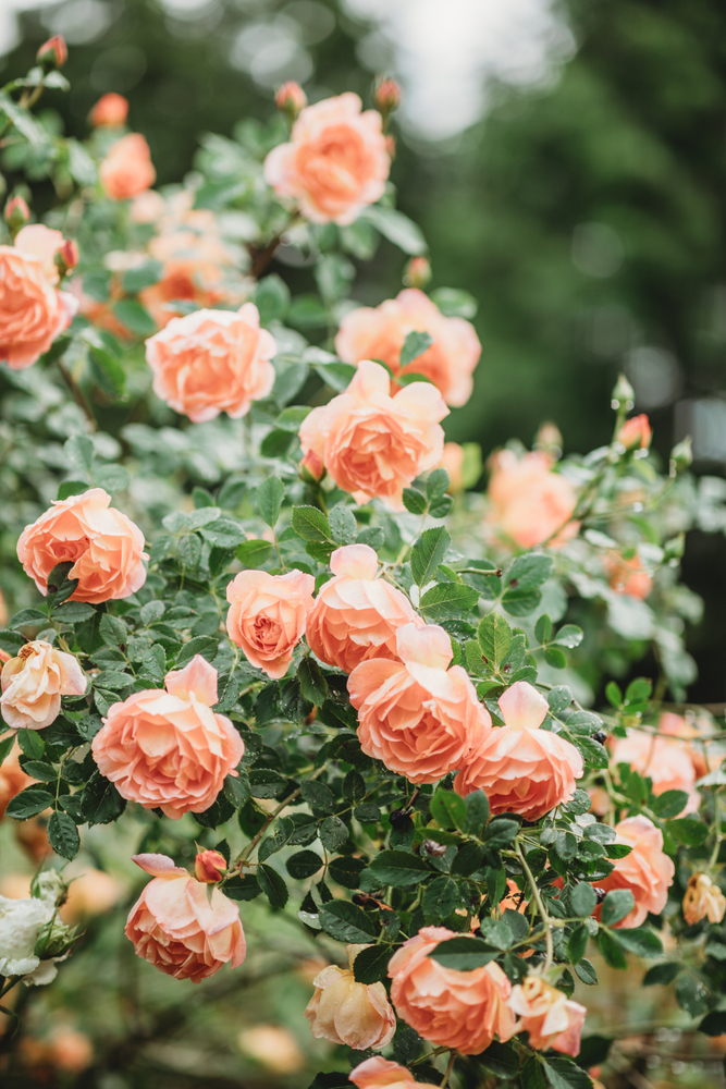 Hoa hồng là một trong những loài hoa được trồng phổ biến nhất trên toàn thế giới, do vẻ đẹp, hương thơm, và tính biểu tượng của chúng. (Ảnh: MaryShutterstock/Shutterstock)