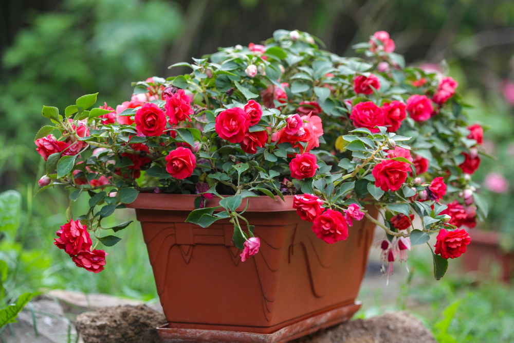 Hoa hồng có thể trồng trong chậu và dễ dàng di chuyển xung quanh nhà để có vị trí đẹp nhất. (Ảnh: Klever_ok/Shutterstock)