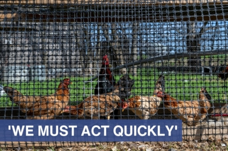 Hoa Kỳ: Nhà sản xuất trứng lớn phát hiện virus cúm gia cầm, phải tiêu hủy gần 2 triệu con gà