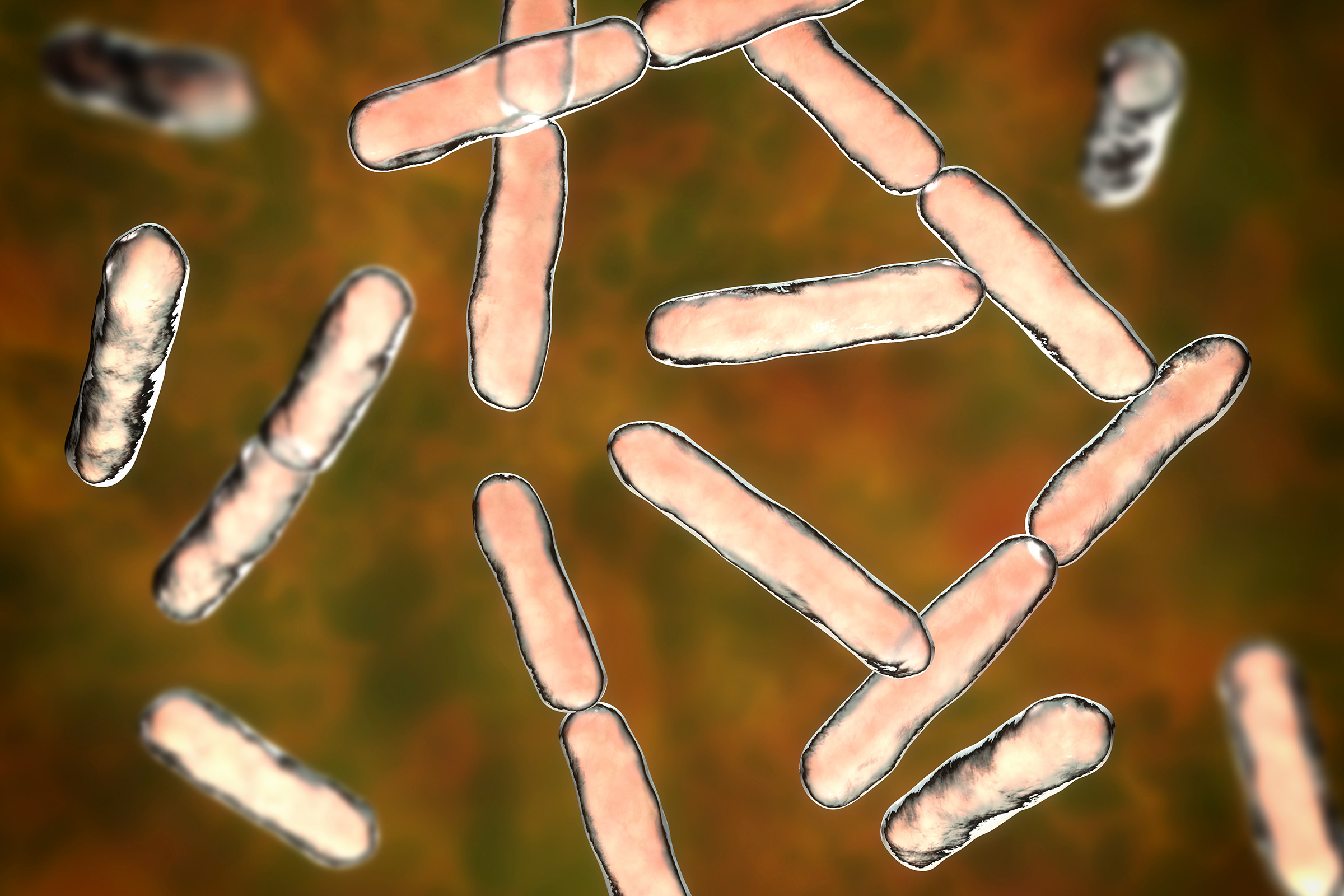 Vi khuẩn Bifidobacteria rất quan trọng đối với khả năng miễn dịch của đường ruột. (Ảnh: Kateryna Kon/Shutterstock)