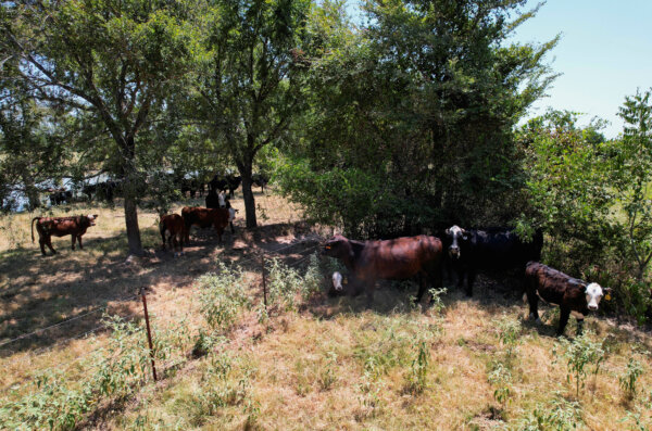 Gia súc ở Texas trong một bức ảnh tài liệu. (Ảnh: Evan Garcia/Reuters)