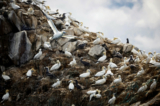 Ảnh tài liệu về chim ở Pháp. (Ảnh: Stephane Mahe/Reuters)