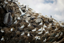 Ảnh tài liệu về chim ở Pháp. (Ảnh: Stephane Mahe/Reuters)