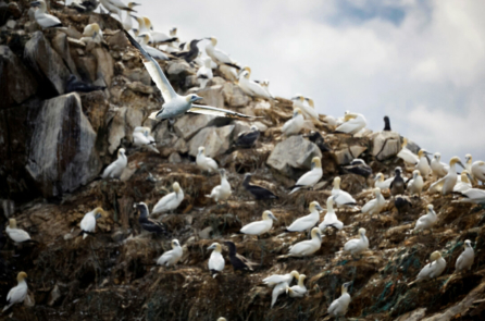 Châu Âu cảnh báo con người ‘thiếu khả năng phòng vệ miễn dịch’ nếu virus cúm gia cầm biến đổi