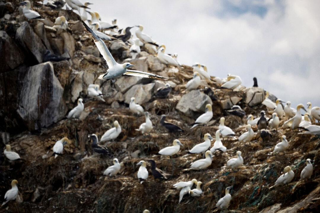 Ảnh tài liệu về chim ở Pháp. (Ảnh: Stephane Mahe/Reuters)