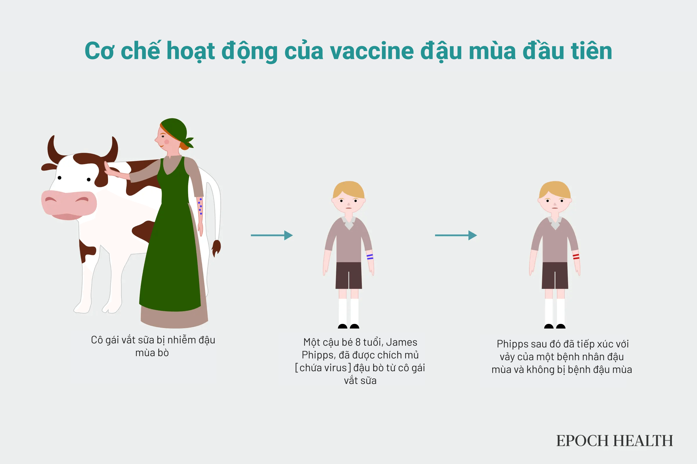 Các bước mà Tiến sĩ Edward Jenner đã thực hiện để tạo ra vaccine đậu mùa, bắt đầu bằng việc chủng ngừa virus đậu bò cho James Phipps, một loại virus tương tự như virus đậu mùa, để tạo ra khả năng miễn dịch. (Ảnh: The Epoch Times)