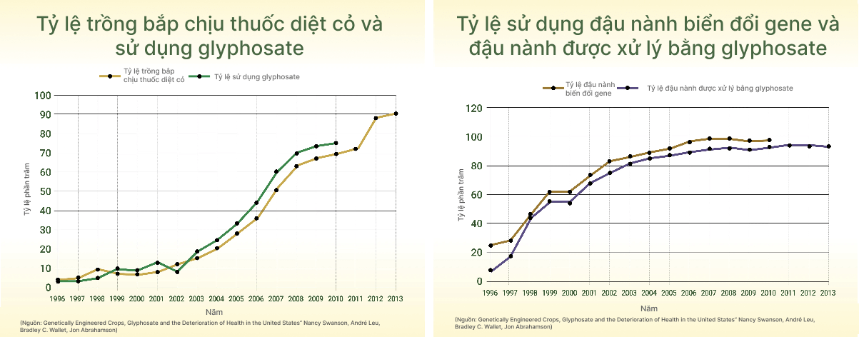 Tỷ lệ trồng bắp chịu thuốc diệt cỏ và sử dụng glyphosate