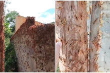 Hàng vạn con châu chấu phá hại hơn 10 hecta cây trồng ở Lạng Sơn