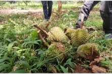 Việt Nam: Hơn 10 tấn sầu riêng sắp thu hoạch bị rụng trái sau giông lốc