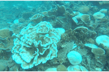 San hô bị tẩy trắng ở Côn Đảo, tỷ lệ chết đáng báo động