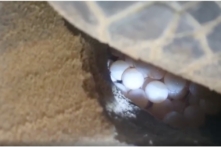 Việt Nam: Di dời hơn 100 trứng rùa trên bãi biển Quy Nhơn