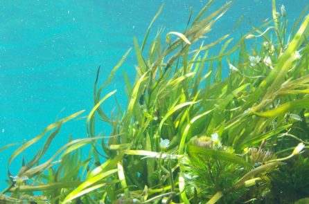 Nhật Bản: Sử dụng rong biển để chống biến đổi khí hậu, thúc đẩy phát triển carbon xanh