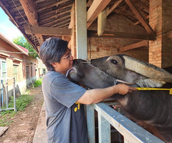Con trâu sau khi trở về nhà thì càng thuần hậu, dễ bảo hơn. Ảnh minh họa (Ảnh: Liêu Lệ Phân/The Epoch Times)