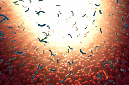 Hệ vi sinh đường ruột hoạt động như một lá gan phụ