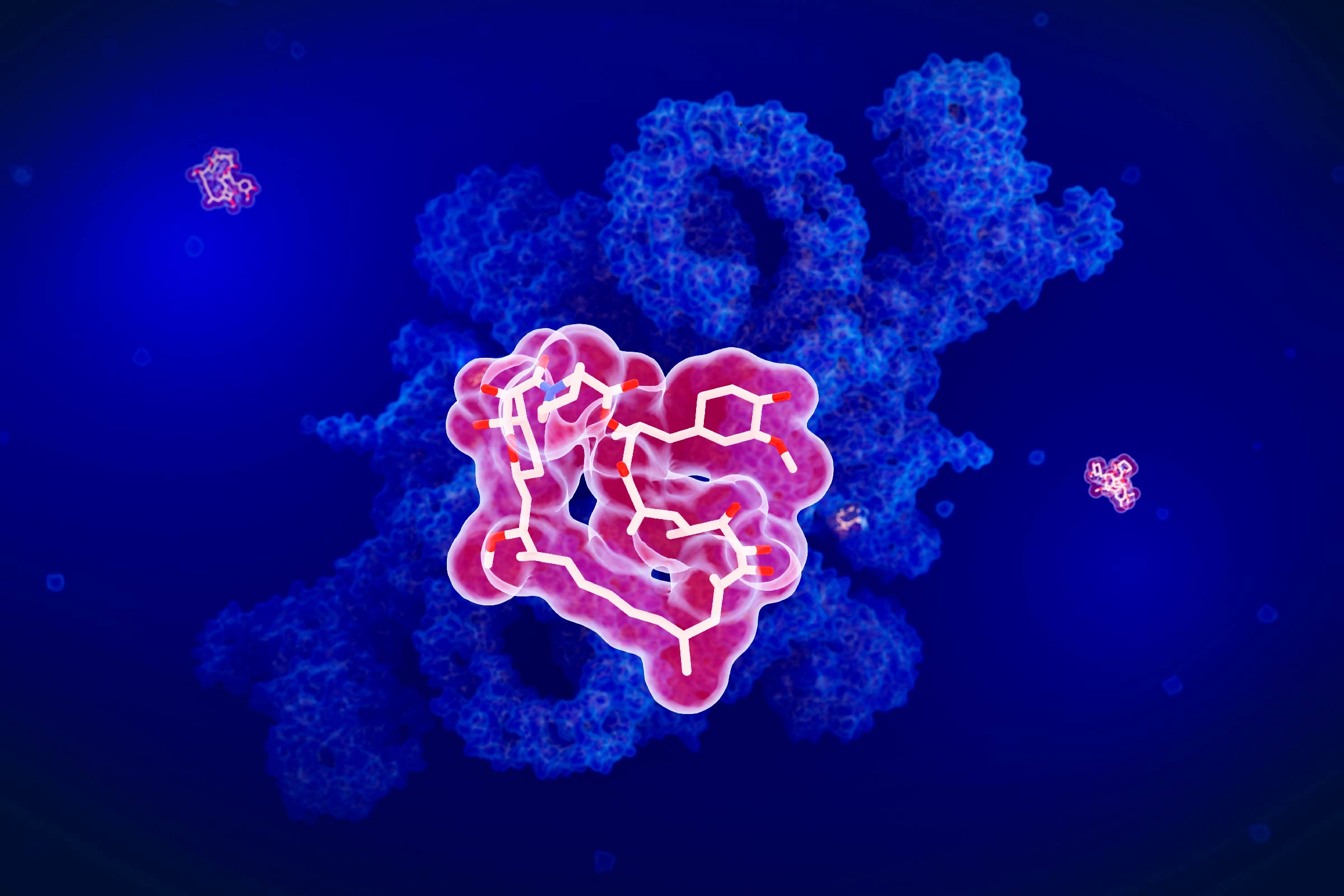 Hình minh họa thuốc ức chế miễn dịch rapamycin (màu đỏ), còn được gọi là sirolimus. Chất ức chế mTOR (màu xanh). (Ảnh: Juan Gaertner/Thư viện ảnh khoa học/Getty Images)
