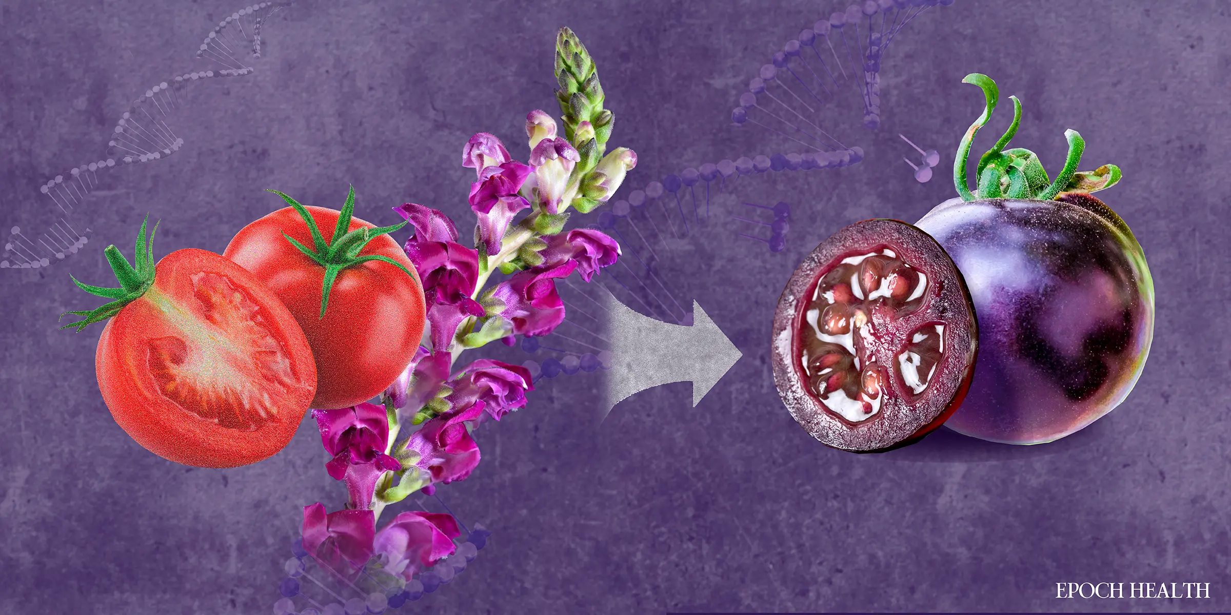 Công ty Norfolk Plant Sciences đã tạo ra cà chua tím bằng cách ghép gen từ mõm chó tím vào cà chua. (Ảnh minh họa của The Epoch Times, Shutterstock, Getty Images)