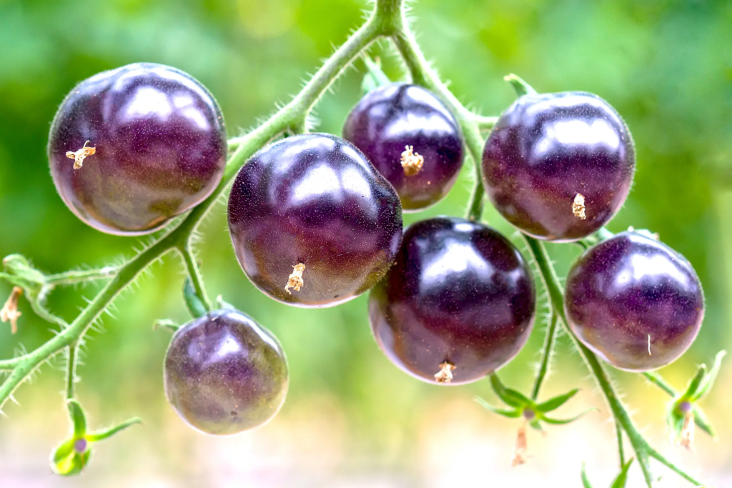 Cà chua được lai tạo theo truyền thống, giống như trái anh đào ngọt đen, có chứa anthocyanin trong vỏ nhưng không chứa thịt cà chua. (Ảnh: chang/Getty Images)