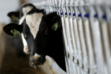 Một con bò sữa tại một trang trại bò sữa ở Ohio, vào ngày 12 /12/2024. (Aaron Josefczuk/Reuters)