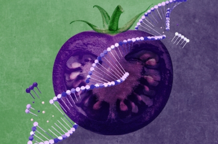 Cà chua tím biến đổi gene: Một loại cây trồng nhằm mục đích xâm nhập vào các khu vườn của Mỹ