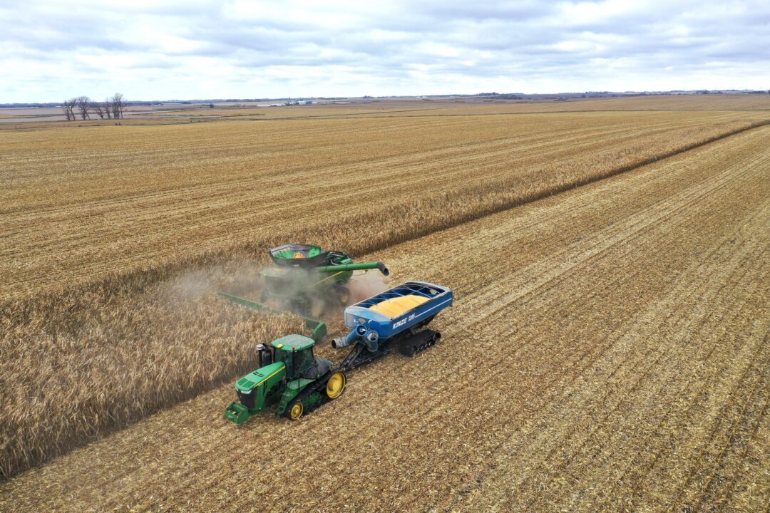 Nông dân thu hoạch ngô ở gần McIntire, Iowa, hôm 31/10/2023. (Ảnh: Scott Olson/Getty Images)